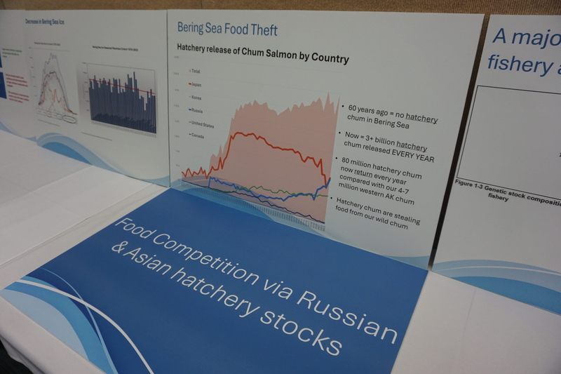 A poster explaining the increasing abundance in the Bering Sea of Asian hatchery chum salmon is seen on Feb. 6, 2026, in a room reserved by Community Development Quota organizations involved in the pollock harvest. The CDQ qroups are owned by residents of dozens of rural Alaska and Indigenous villages. In the room they reserved at the Egan Center, near to the larger space being used by the North Pacific Fishery Management Council for that group's February meeting, the CDQ groups displayed several posters de