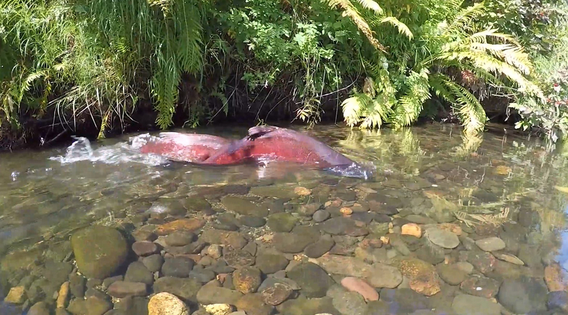 Two Chinook salmon, also known as king salmon, migrate up the Deshka River. (Photo by Katrina Liebich/U.S. Fish and Wildlife Service)