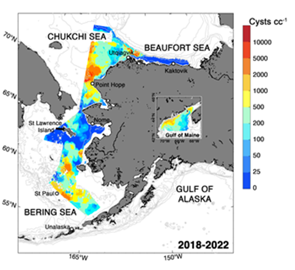 A map of Alexandrium cyst abundance, data from 2018–2022 shows significant accumulation zones from the Pribilof Islands to Utqiaġvik. The map was derviced from research cruises led by Don Anderson of the Woods Hole Oceanographic Institution. The mapping work stopped at the U.S-Russia maritime border, so the extent of cyst beds in neighboring Russian waters of the Bering and Chukchi Seas remains unknown. (Map provided by the Anderson Lab, Woods Hole Oceanographic Institution)