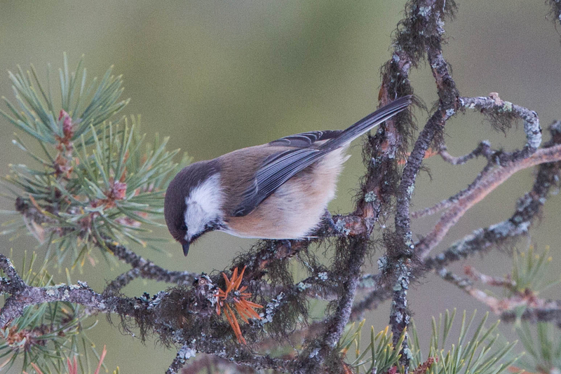 A gray-headed chickadee perches on a conifer branch. (Photo provided by the U.S. Fish and Wildlife Service)