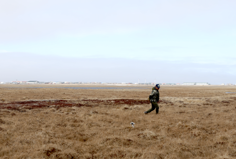 Marlin Lake looks for bird eggs on the tundra outside Hooper Bay. (Nathaniel Herz/Northern Journal)