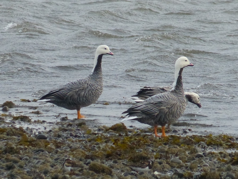 Emperor geese forage at Izembek National Wildlife Refuge on Oct. 5, 2016. (Photo by Kristine Sowl/U.S. Fish and Wildlife Se