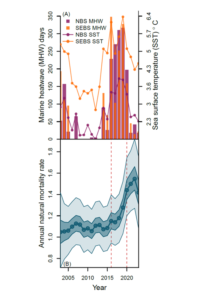 Mortality of post-juvenile Yukon River Chinook salmon increased dramatically as Bering Sea temperatures did. . Panel A shows the number of days characterized by marine heatwave conditions for the Northern and Southeastern Bering Sea and the annual average sea surface temperature from 2003 to 2023. Panel B shows estimates of post-juvenile natural mortality with dashed vertical red lines marking the 2016-2020 heatwave period. (Graph provided by NOAA Fisheries)