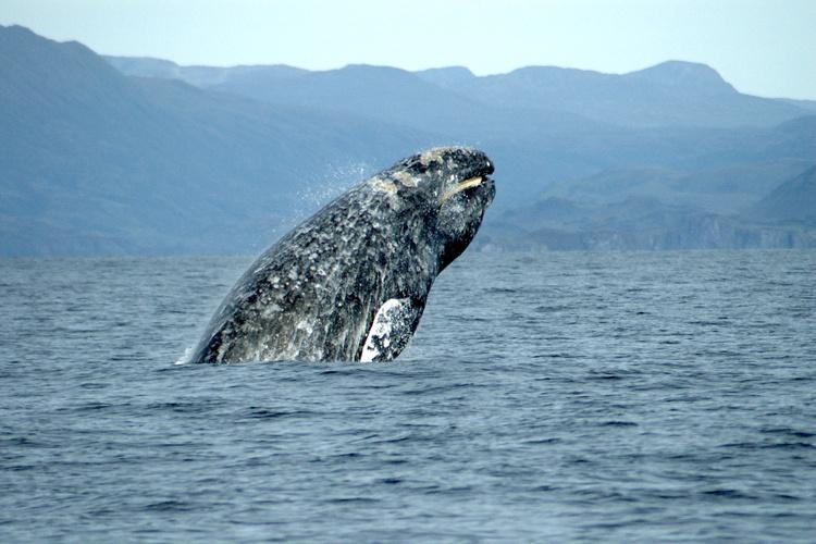 A gray whale is seen (Photo by Merrill Gosho/NOAA Fisheries)