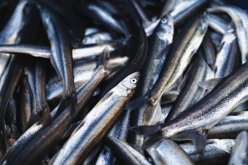 Ooligan, shown here, are small fish used in a variety of ways by Indigenous people and others in southeastern Alaska. (Photo by Sonia Luokkala/courtesy of the Southeast Alaska Indigenous Transboundary Commission)