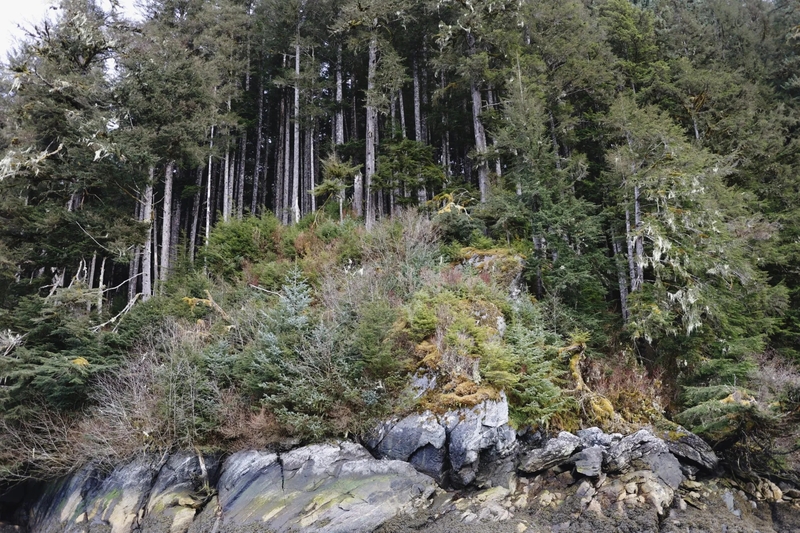The Tongass rainforest towers over the Unuk River in southeastern Alaska. (Photo by Sonia Luokkala/courtesy of the Southeast Alaska Indigenous Transboundary Commission)