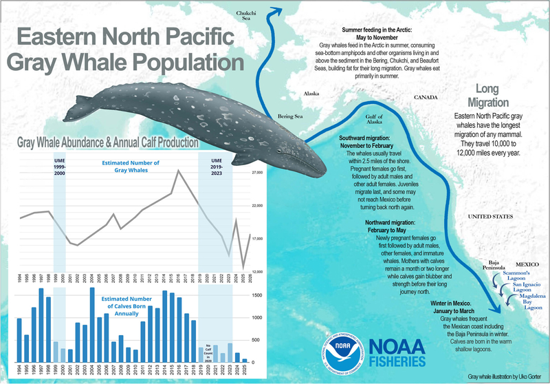 A graph shows the changes over time in the Eastern North Pacific gray whale population. The whales were delisted from endangered species protections in 1994. The population rose to a peak abundance of about 27,000 whales around 2016. They have since declined. NOAA Fisheries declared an unusual mortality event in response to hundreds of strandings from 2018 to 2023. Estimated calf production has remained low since then, according to NOAA Fisheries. (Graph provided by the National Oceanic and Atmospheric Admi