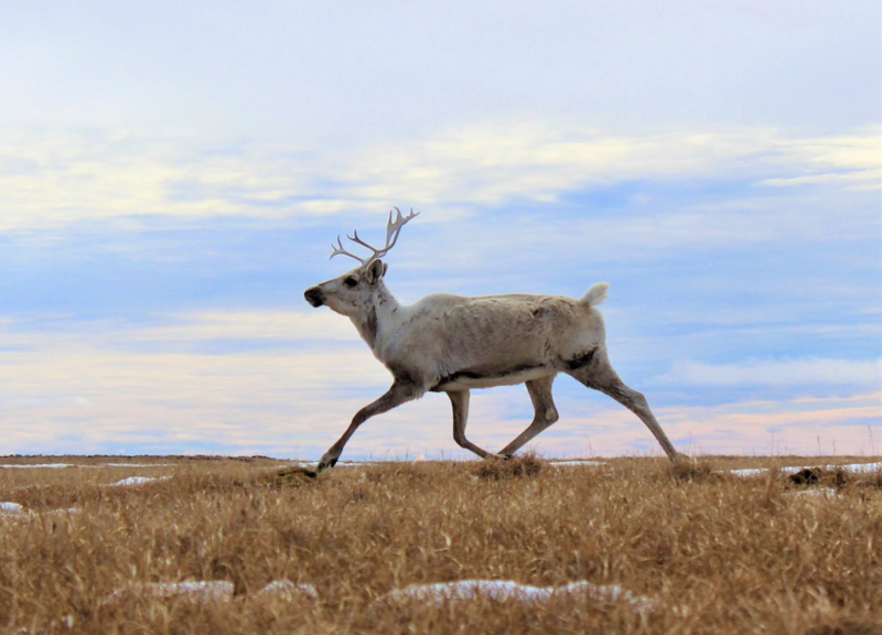 A caribou runs near Teshekpuk Lake in 2022. (U.S. Bureau of Land Management/Ashley Sabatino)