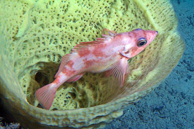 A sharpchin rockfish internally incubates its eggs while sheltering within a sponge on the seafloor off Alaska, Sponges provide important habitat for Alaska's fish populations. (Photo provided by NOAA Fisheries)