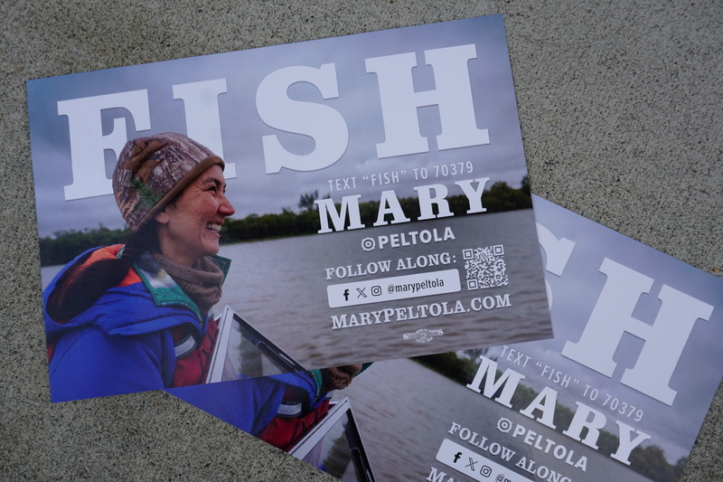 Fish-themed posters for Mary Peltola's Sente campaign are seen on Sept. 16, 2026. (Photo by Yereth Rosen/Alaksa Beacon)