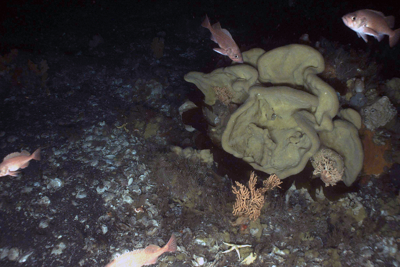 Large sponges seen in the water off the Aleutian Islands create variable habitat on the seafloor, which promotes biodiversity. (Photo provided by NOAA Fisheries)