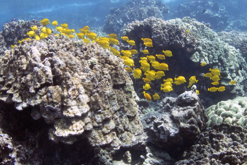 Aquarium Fishing Could Return To Hawaiʻi Under Proposed New Rules
