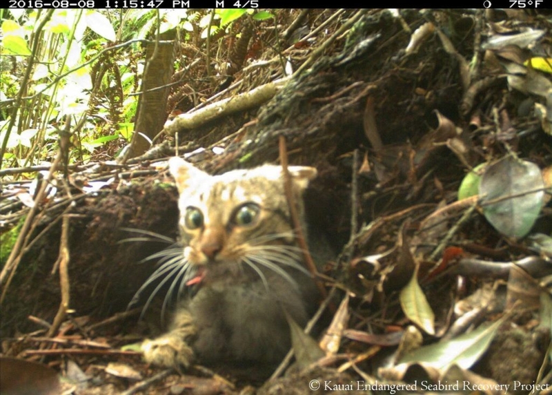 In the Kauai jungle, invasive feral cats have a history of gorging on critically endangered seabirds. Although predators like rats and barn owls also contribute to seabird deaths, cats have the capacity to consume numerous adult birds, as well as chicks and unhatched eggs, in a single strike.