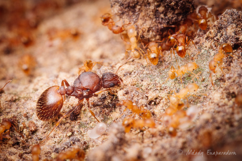Fire Ant Invasion Has Reached A Tipping Point On Maui