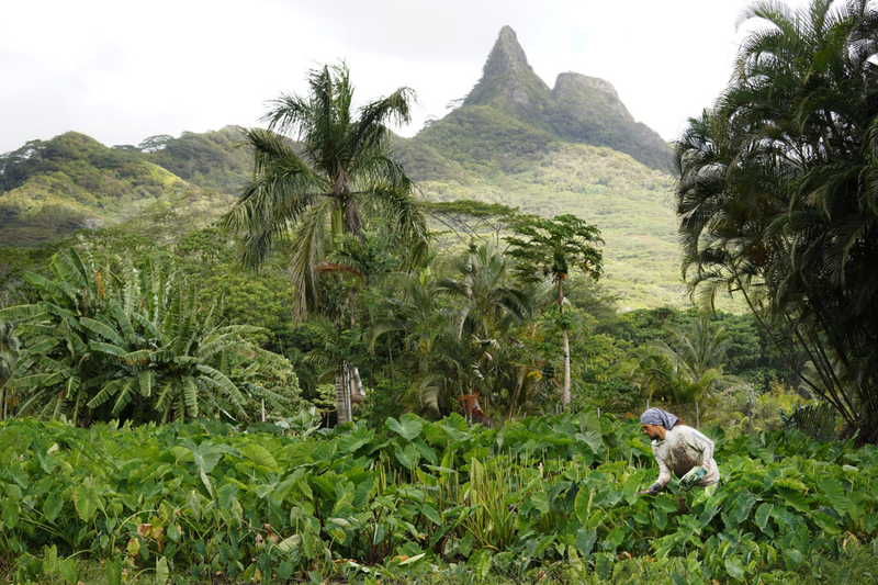Ahiki and Paku’i, two of Mt. Olomana’s three peaks rises above Keoni Resurrection while he harvests luau leaves Wednesday, Oct. 14, 2024, in Waimanalo. (Kevin Fujii/Civil Beat/2024)