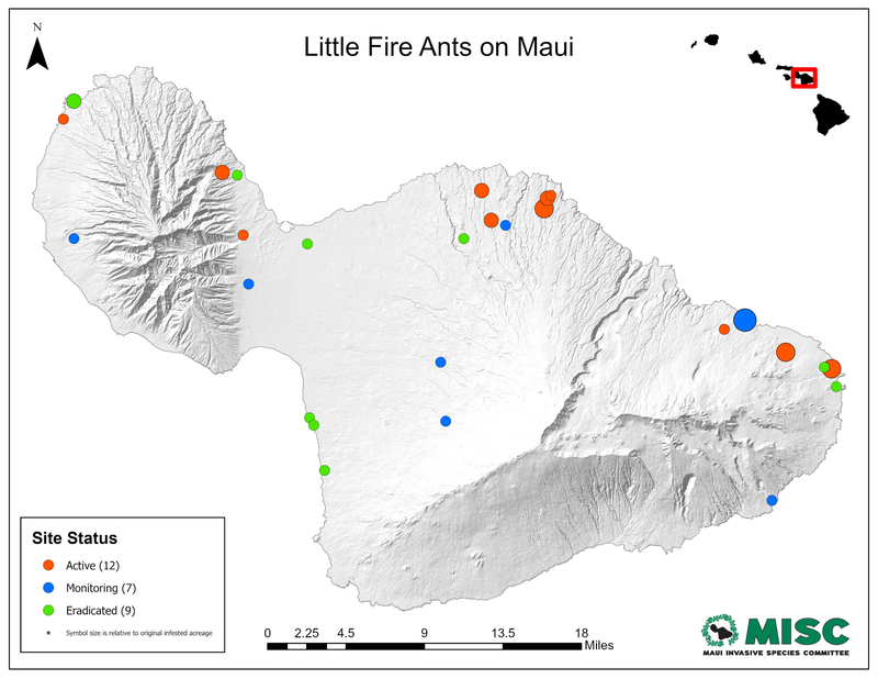 Fire Ant Invasion Has Reached A Tipping Point On Maui