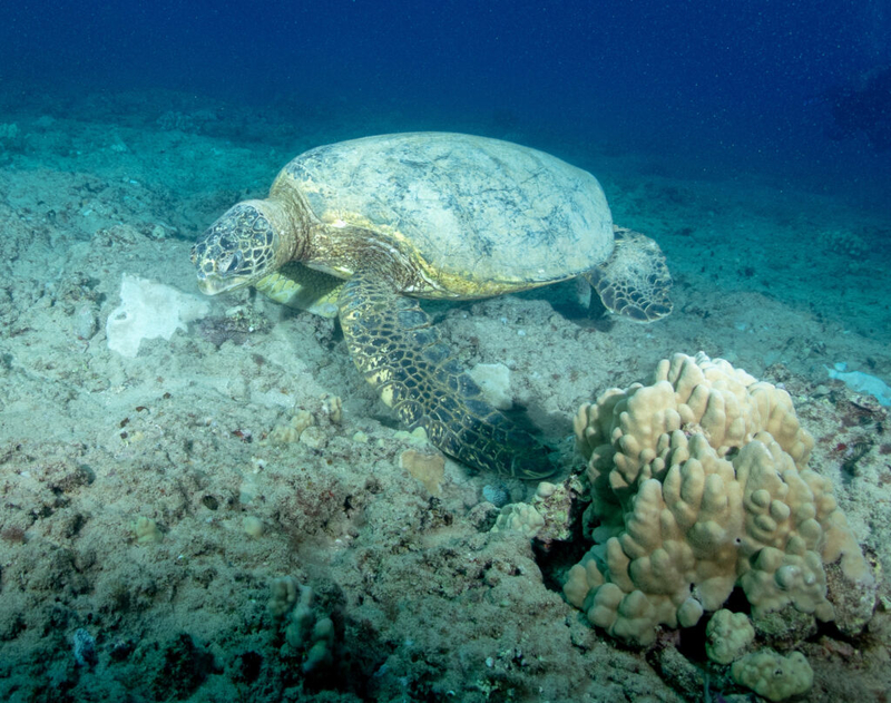 ‘Devil Weed’ Threatening Hawaiʻi Is Hitching A Ride In Turtles | News ...