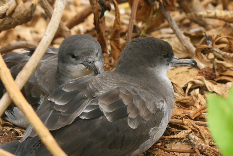 A pair of wedge-tailed shearwaters, or ‘ua‘u kani. (Courtesy: Hob Osterlund)