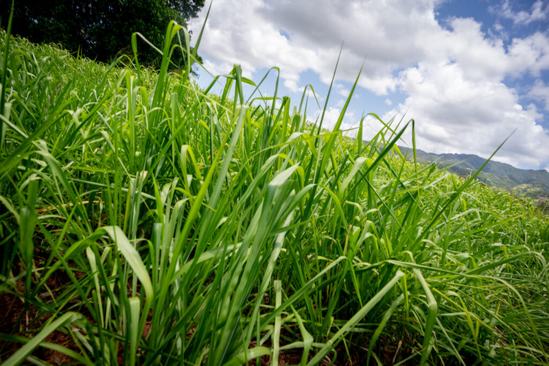 Heavy growth of invasive grasses smothered farmland in Wailua June 1, 2026. Farmers say displaced sediment contributed to the heavy overgrowth which has rendered the farms unusable. (Craig Fujii/Civil Beat/2026)