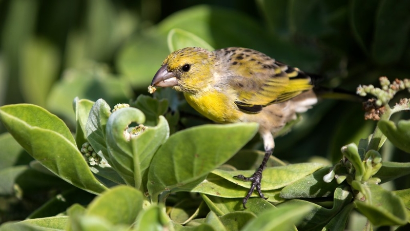 Rare Hawaiian Birds Weather Hurricane Lala But More Storms Loom