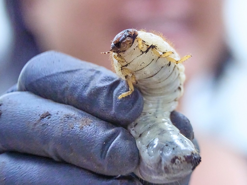 Maui Is Pushing The State To Double Down On Palm-Killing Beetles