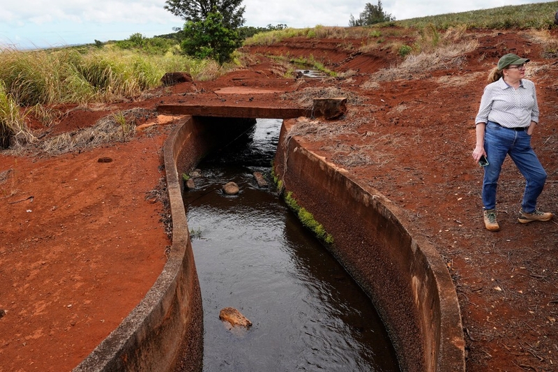 ADC Executive Director Wendy Gady stands near a Dole  irrigation ditch in their pineapple field Monday, Aug. 5, 2024, in Wahiawa. (Kevin Fujii/Civil Beat/2024)
