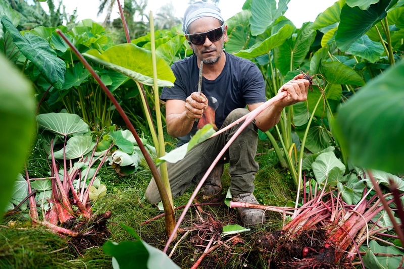 Daniel Anthony cleans up an ‘Ula‘ula Kūmū Kalo while harvesting Wednesday, Oct. 14, 2024, in Waimanalo. (Kevin Fujii/Civil Beat/2024)