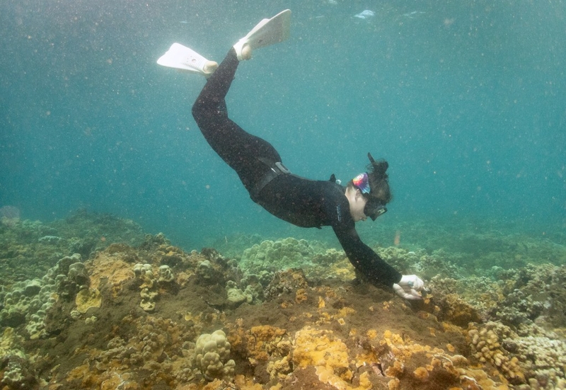 Alana Yurkanin cleans off a coral inventory tag with Maui Marine and The Nature Conservancy, Hawai'i at Mala Wharf Tuesday, Oct. 29, 2024, in Lahaina. (Kevin Fujii/Civil Beat/2024)