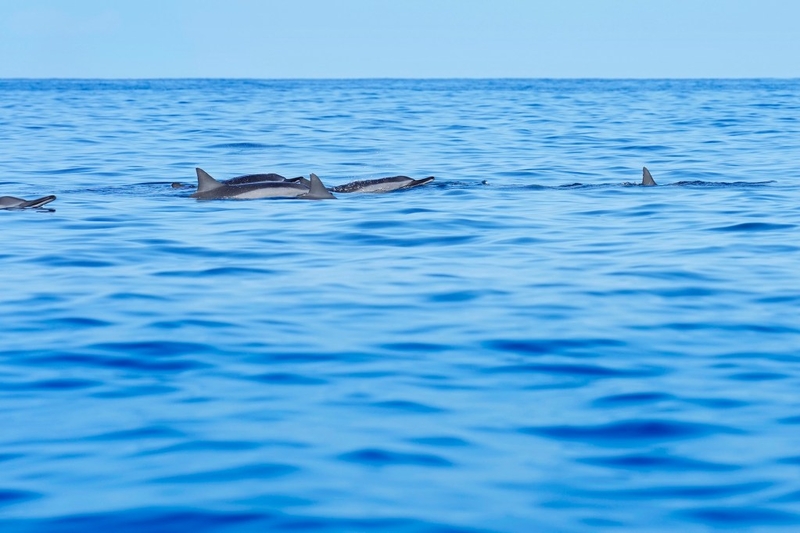 Spinner dolphins surface the quiet waters of Kealakekua Bay during a Non-Native I‘a (fish) Removal Event Sunday, May 18, 2025, in Captain Cook. A special permit closed the bay to aquatic activities, including tourism, to non-spearfishing competitors. (Kevin Fujii/Civil Beat/2025)