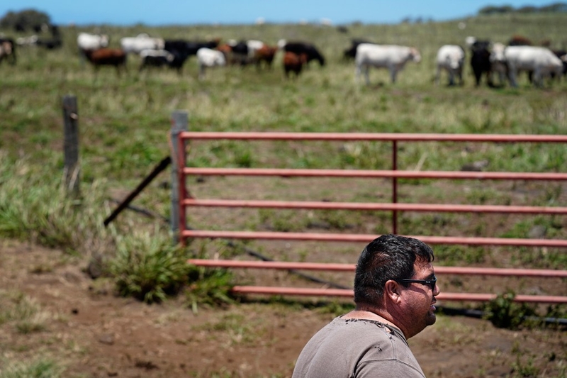 Guy Galimba talks with a Honolulu Civil Beat reporter work while his cattle graze in a pasture at Kuahiwi Ranch Friday, May 23, 2025, in Nāʻālehu. The drought forces Galimba to ship off cattle to the mainland. (Kevin Fujii/Civil Beat/2025)