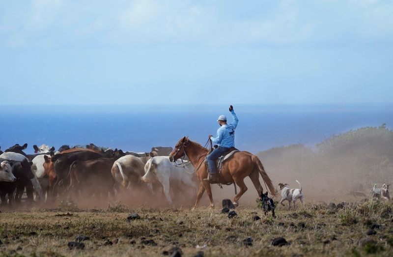 Dust flies as Kuahiwi Ranch’s Grant Galimba moves cattle Tuesday, June 24, 2025, in Nāʻālehu. The on-going drought is wreaking havoc on grass-fed cattle ranching. (Kevin Fujii/Civil Beat/2025)