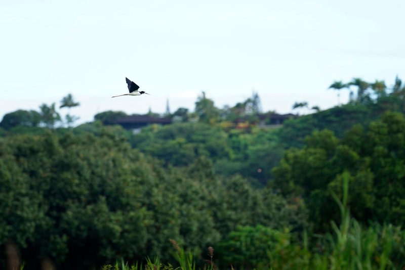 Ae‘o, an endangered Hawaiian stilt, flies over a pond Tuesday, July 8, 2025, at the Hanalei National Wildlife Refuge in Hanalei. (Kevin Fujii/Civil Beat/2025)