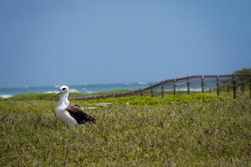 A Laysan albatross rests in a 16-acre enclosed area at James Campbell National Wildlife Refuge Monday, July 6, 2025, in Kahuku. The mammalian fence protects birds nesting on the ground. (Kevin Fujii/Civil Beat/2025)