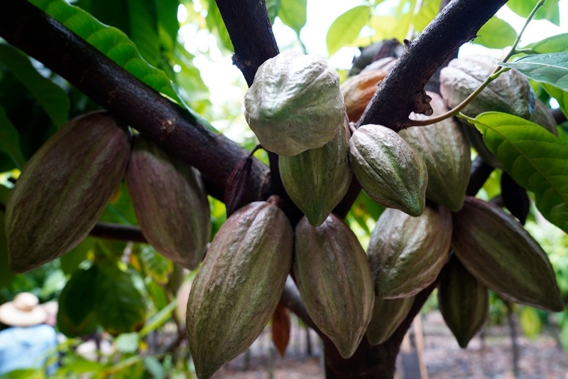 Agriculture Stewardship Hawaiʻi takes Honolulu Civil Beat on a tour of Kamananui Cacao Orchards on the North Shore Wednesday, Oct. 1, 2025, in Waialua. Agriculture Stewardship Hawaiʻi recently completed a three-year project supporting conservation on 11 farms and ranches from Wahiawā to the North Shore, with the goal of improving water quality in the Kaukonahua sub-watershed. This effort was part of our ongoing Healthy Soils and Watersheds Program, which will launch a new project in 2026. Through these p