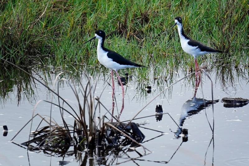 Endangered Hawaiʻian Stilts wade in water near the Heʻeia Fishpond during a Department of Land and Natural Resources’ (DLNR) Commission on Water Resource Management (CWRM) and the Honolulu Board of Water Supply visit to multiple windward agriculture institutions Monday, Nov. 10, 2025, in Kāneʻohe. (Kevin Fujii/Civil Beat/2025)