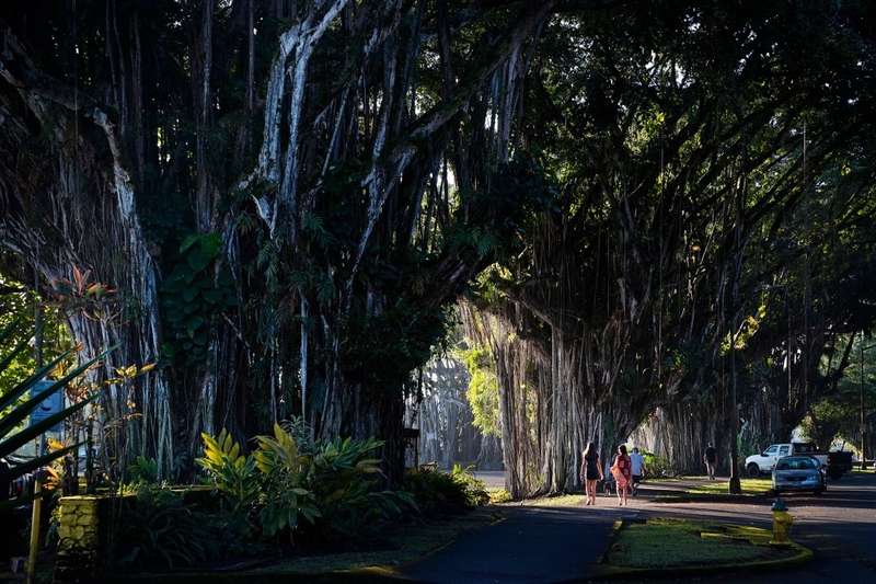Pedestrians walk along Banyan Drive Friday, Feb. 6, 2026, in Hilo. State legislators are pushing to revitalize this once bustling area. (Kevin Fujii/Civil Beat/2026)
