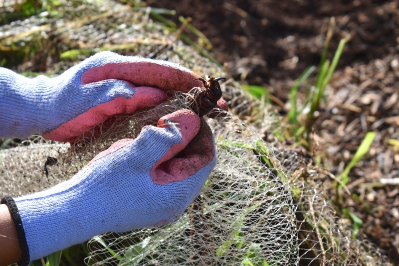 Two hands grip an adult Coconut Rhinoceros Beetle that was found tangled in monafilament netting that covered a mulch pile.