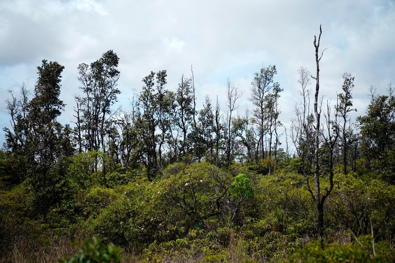 Living and dead ʻōhiʻa rise toward the sky Tuesday, April 14, 2026, across Puna, Hawaiʻi island. Federal research facilities will be closed according to the U.S. Forest Service, threatening research to prevent rapid ʻōhiʻa death and biosecurity. (Kevin Fujii/Civil Beat/2026)