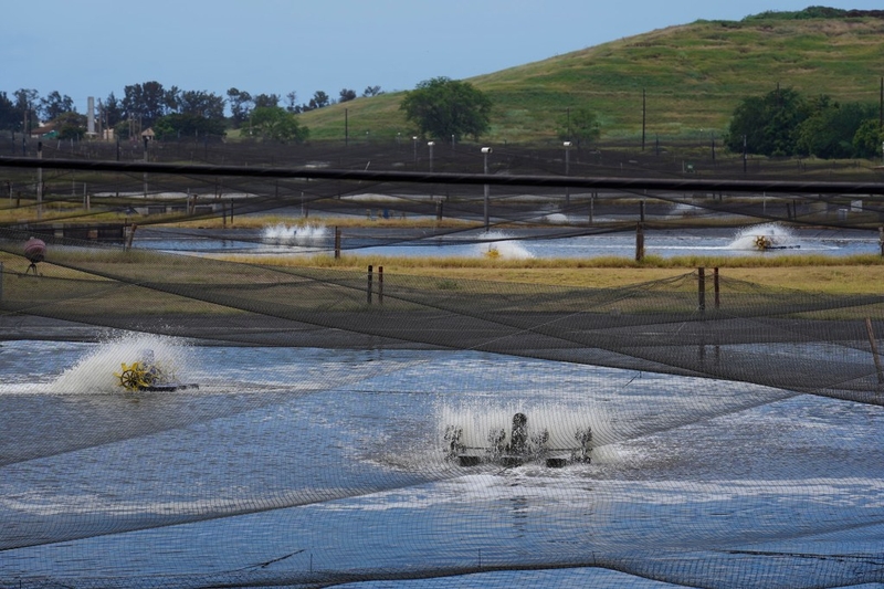 Kaua‘i Shrimp paddle wheel aerators are hard at work in the shrimp ponds to increase dissolved oxygen levels and promote water circulation Tuesday, May 12, 2026, in Kekaha. (Kevin Fujii/Civil Beat/2026)