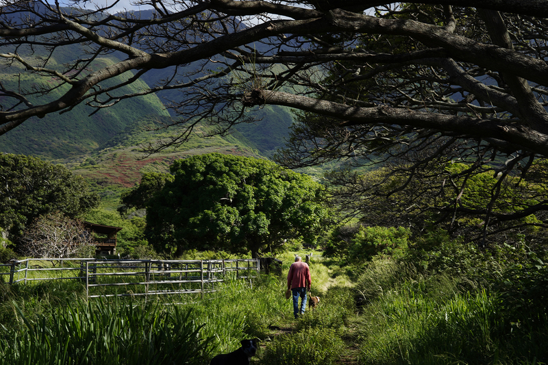 Papohaku Farm’s Jack Spruance and his dogs lead visitors to his Manawai agriculture land Wednesday, May 27, 2026, in Kaunakakai. Spruance claims he is a grass farmer and not a cattle rancher. He does, however, have cattle on his land at the foothills of the East Molokaʻi Mountains which rise in the background. (Kevin Fujii/Civil Beat/2026)