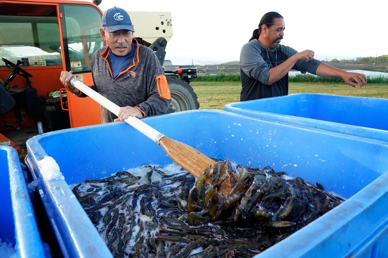 Robert Kanna, manager, Kaua‘i Shrimp, stirs the icy water filled with harvested shrimp as Leon “Hoku” Schmidt rolls up his sleeves to begin sorting shrimp Friday, June 5, 2026, in Kekaha. (Kevin Fujii/Civil Beat/2026)