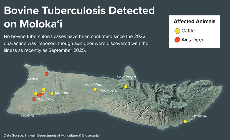 Ranching Could Soon Come To An End On Moloka‘i. Paniolo Blame TB Testing