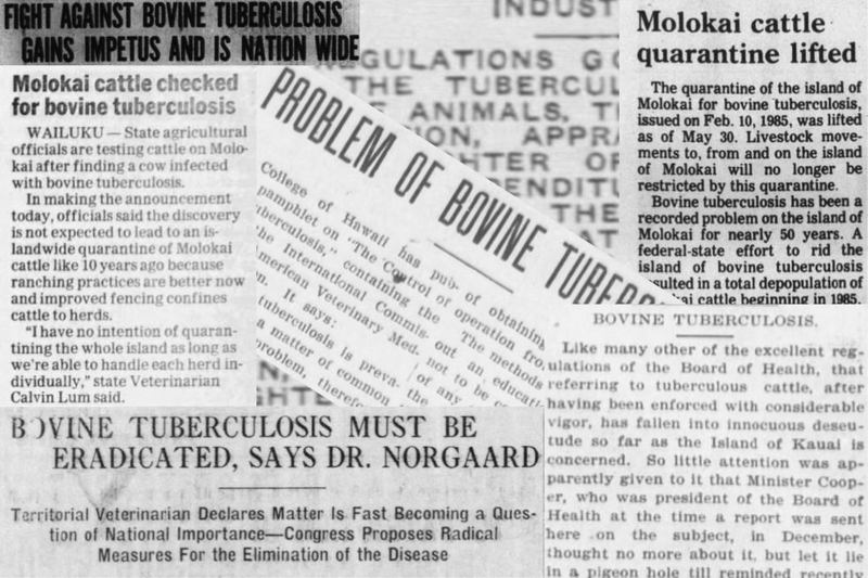 Ranching Could Soon Come To An End On Moloka‘i. Paniolo Blame TB Testing