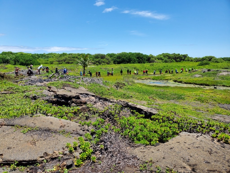 About 30 people stand in and around an anchialine pool passing buckets of silt and invasive species down the line.