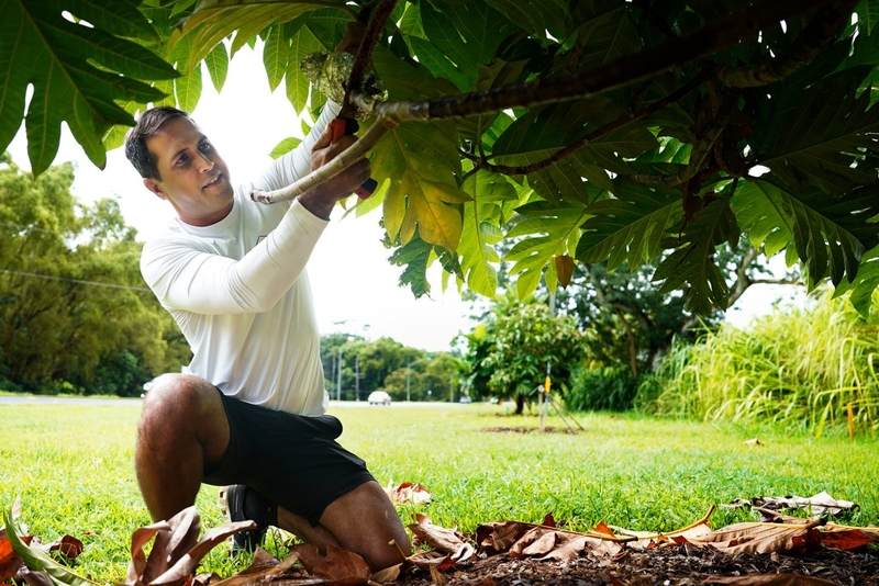 Hawaiʻi state Sen. Brenton Awa cuts air layerings (root balls formed on limbs) from an ʻulu tree Tuesday, July 28, 2026, in Kāneʻohe. “The Giving Trees by Senator Awa” line a green space along Kahekili Highway. These air layerings will be shared with Wahiawā. Sen. Awa is running for U.S. House of Representatives against incumbent Jill Tokuda. (Kevin Fujii/Civil Beat/2026)
