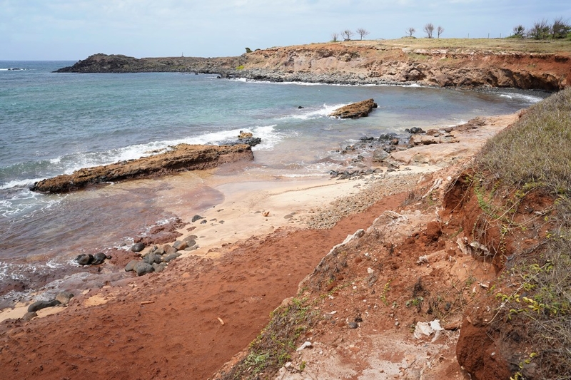 Endangered Hawaiʻian Monk Seals are loved and loathed on the Friendly Isle where some have been found dead here at Mo'omomi Recreational and Cultural Park Thursday, July 30, 2026, in Maunaloa. The death of RL80 and the recent social-media star RU99, named by local school keiki as Namaka‘ele‘ōlino, or Lino Boy, has gone viral hauling up on a Hawaiiloa Mowat’s homestead. (Kevin Fujii/Civil Beat/2026)