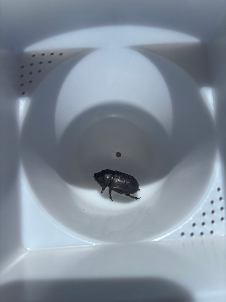 Palm-Killing Coconut Rhinoceros Beetle’s Discovery In Hilo Stokes Fear