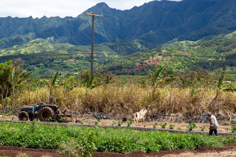 As Flood Aid Trickles Out For North Shore, Southeast Asian Farmers Are Left Behind