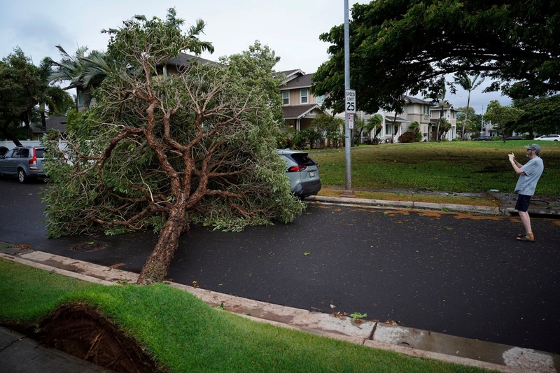 Dave Seaver photographs his car after a tree fell on his car and blocks Kaialmalo‘o Street Sunday, Aug. 16, 2026, in ‘Ewa Beach. Seaver recently received his car from an auto-body shop after his vehicle was damaged. Tropical Storm Lala’s wind and rain reaches O‘ahu after being downgraded from a hurricane. It passed closely to Hawai‘i Island. (Kevin Fujii/Civil Beat/2026)