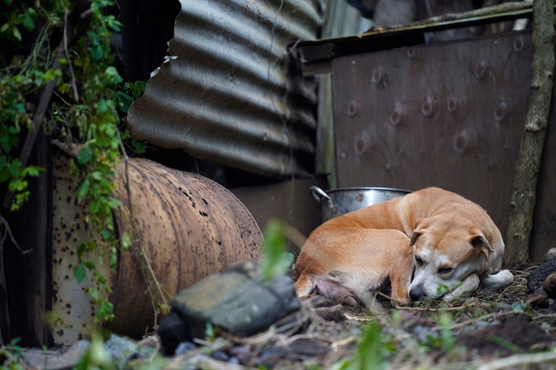 The Kawakami family dog finds a peaceful spot Tuesday, Aug. 18, 2026, in Nāʻālehu. This is one of the family dogs who survived the water and debris from Hurricane Lala. (Kevin Fujii/Civil Beat/2026)